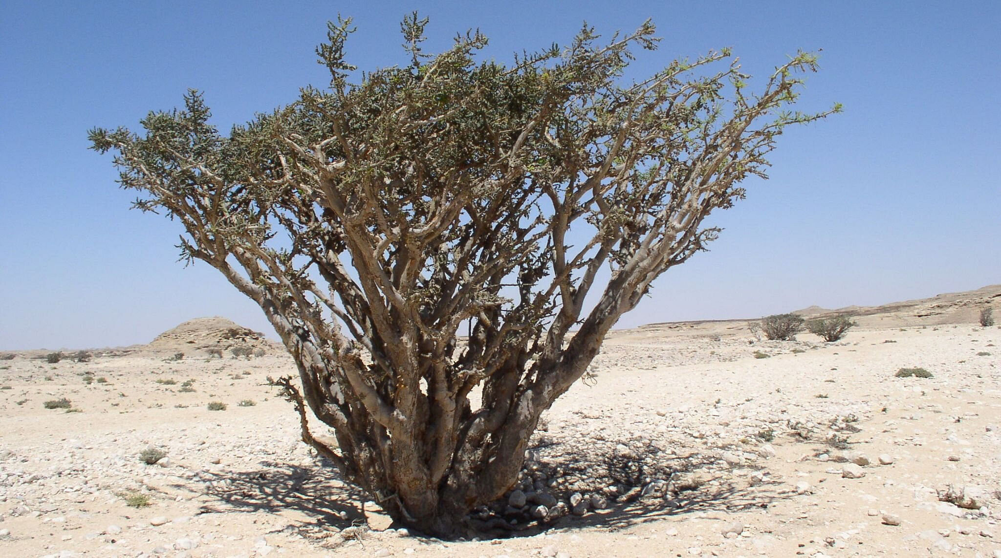 Frankincense Farms in Salalah